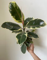 Load image into Gallery viewer, Ficus Elastica 'Tineke'

