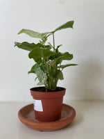 Load image into Gallery viewer, Syngonium 'Milk Confetti'
