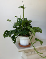 Load image into Gallery viewer, Monstera Adansonii 'Swiss Cheese'
