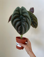 Load image into Gallery viewer, Alocasia Cuprea 'Red Secret'
