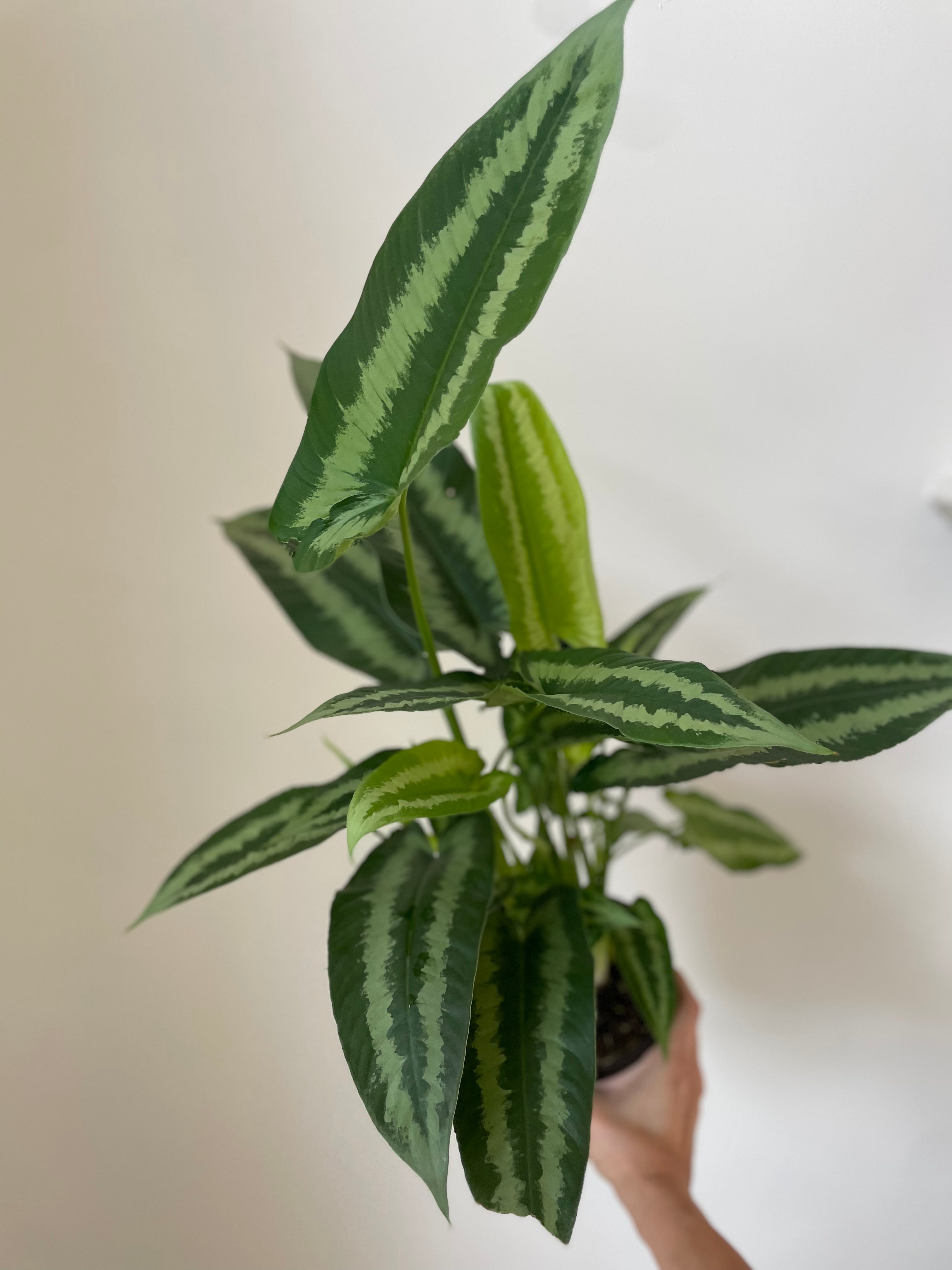 Schismatoglottis Wallichii 'Drop Tongue Plant'