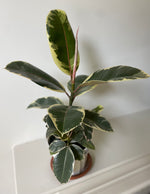 Load image into Gallery viewer, Ficus Elastica 'Tineke'

