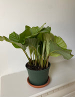 Load image into Gallery viewer, Dirt Bag_ 'Orbifolia' Calathea
