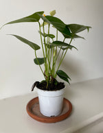 Load image into Gallery viewer, Dirt Bag_ Anthurium 'White'
