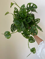 Load image into Gallery viewer, Monstera Adansonii 'Swiss Cheese'
