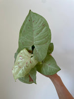 Load image into Gallery viewer, Syngonium 'Milk Confetti'
