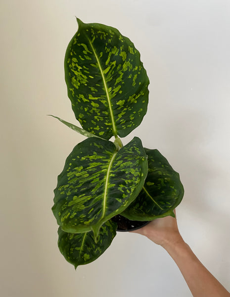 Dieffenbachia 'Reflector'  Dirt Bag