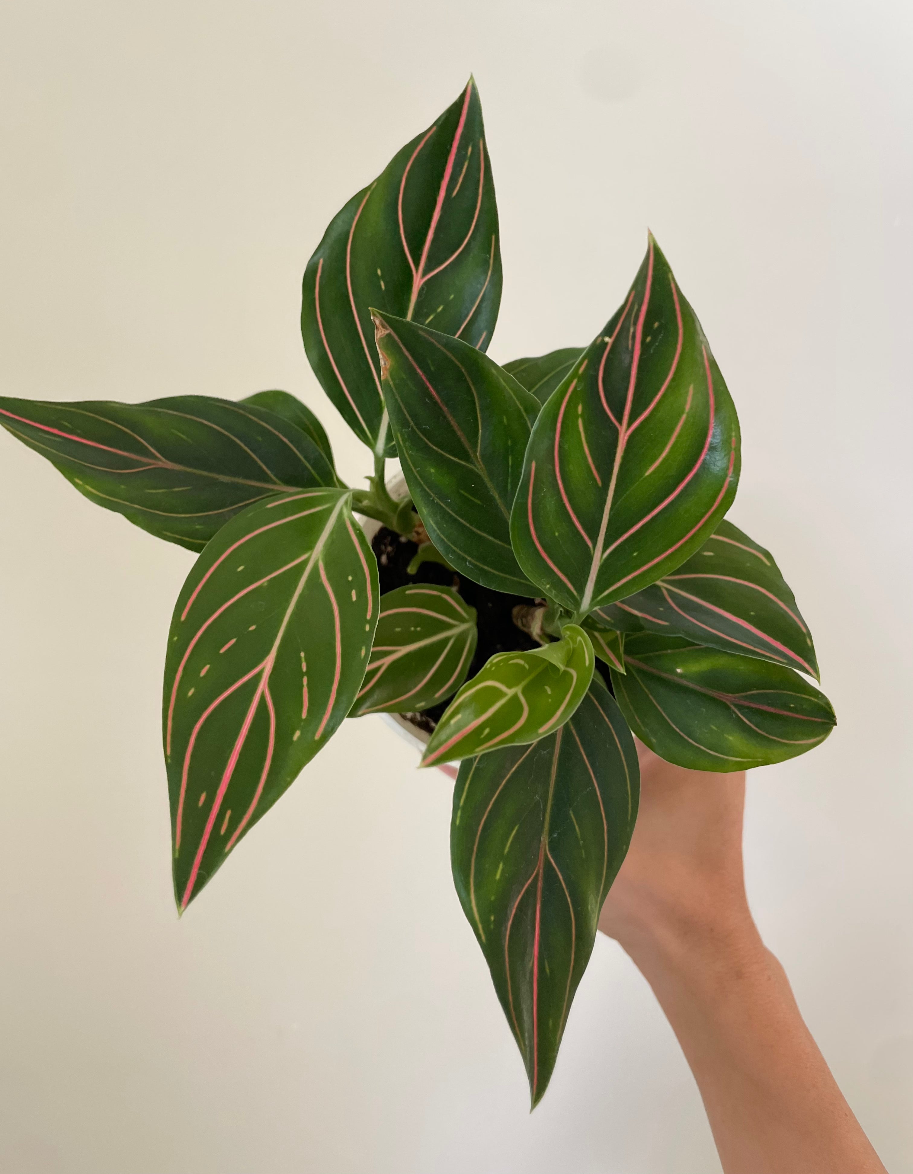 Aglaonema 'Red Vein'