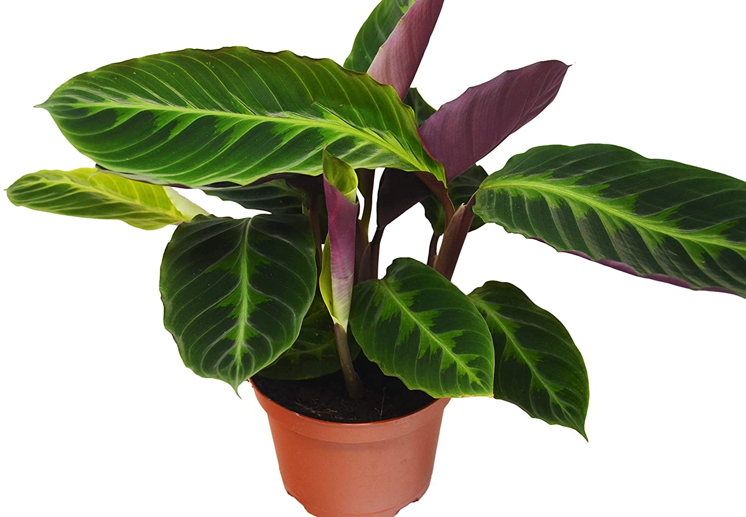 Wet My Plant Calathea 'Warscewiczii'