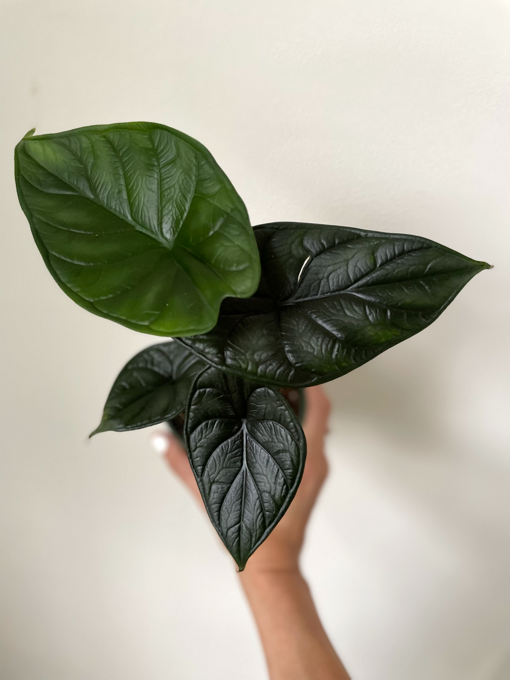 Alocasia Baginda 'Dragon Scale'