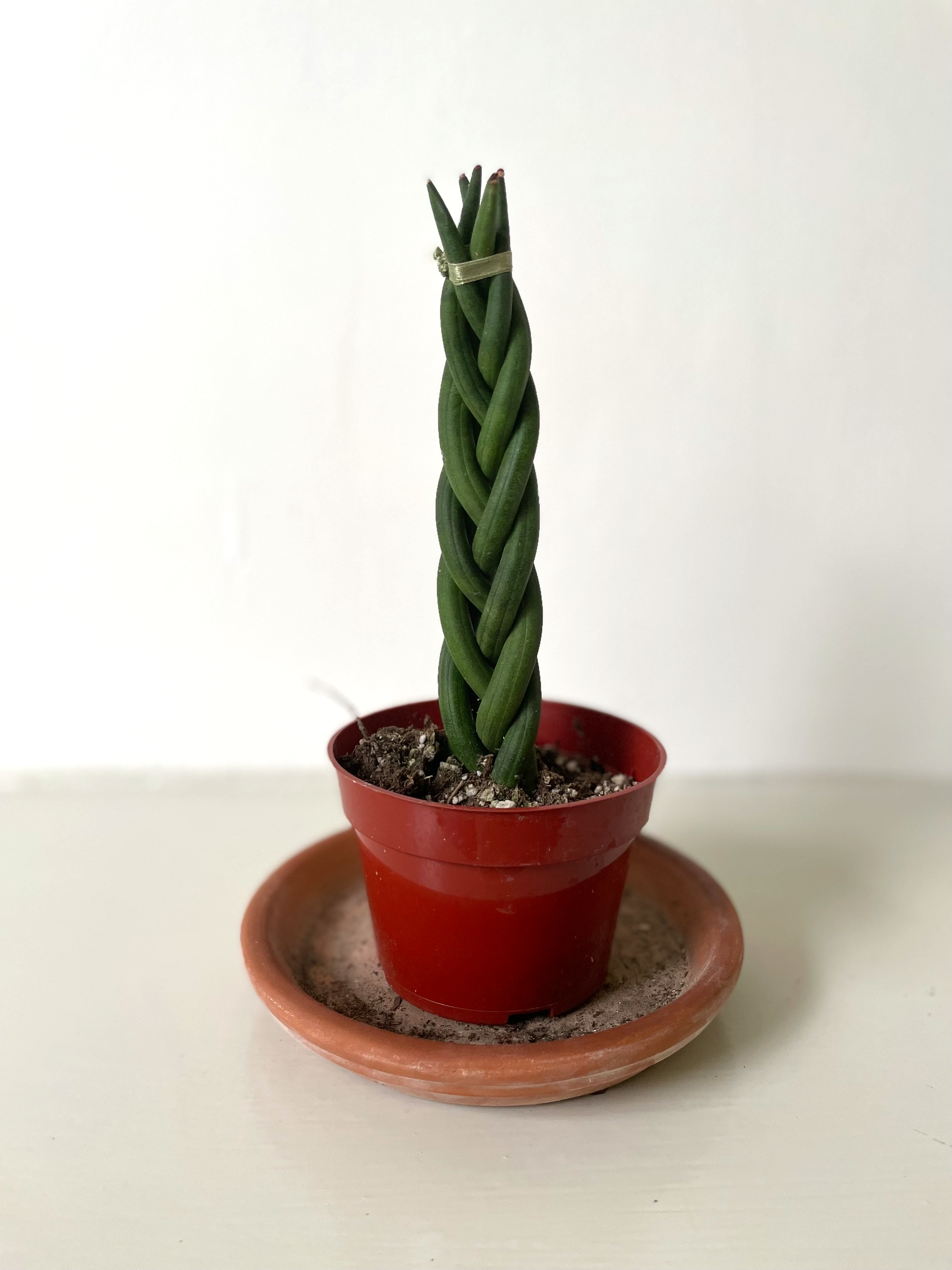 Braided Sansevieria 'Dragon Fingers'