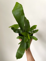 Load image into Gallery viewer, Fern 'Staghorn'
