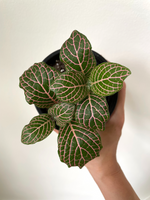 Load image into Gallery viewer, Fittonia

