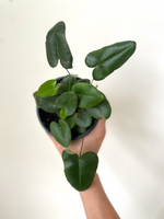 Load image into Gallery viewer, Dirt Bag-Heart Leaf Fern
