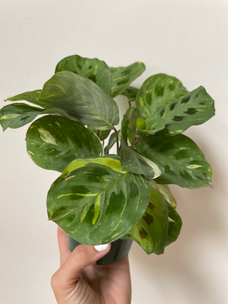 Plants Page 8 Dirt Bag