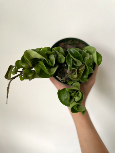 is hoya hindu rope a succulent Hoya Carnosa Compacta 'Hindu Rope' – Dirt Bag