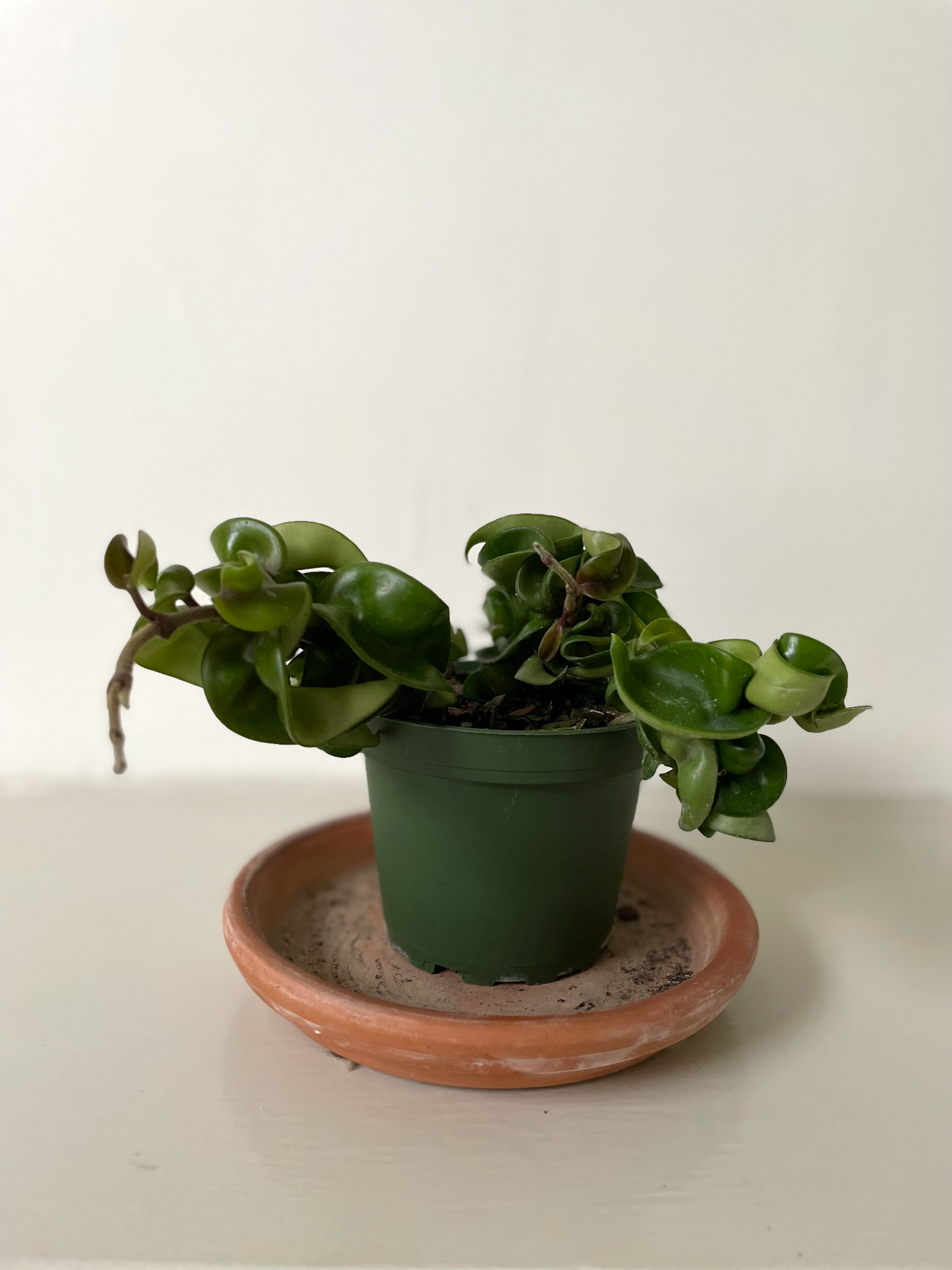 is a hindu rope plant a succulent Hoya Carnosa Compacta 'Hindu Rope' – Dirt Bag