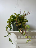 Load image into Gallery viewer, Hoya Carnosa ‘Krimson Princess’
