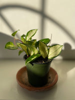 Load image into Gallery viewer, Hoya Carnosa ‘Krimson Princess’
