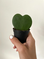 Load image into Gallery viewer, Hoya Kerrii 'Sweetheart'
