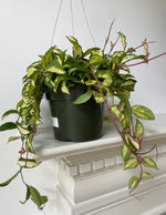 Load image into Gallery viewer, Hoya Carnosa ‘Krimson Princess’
