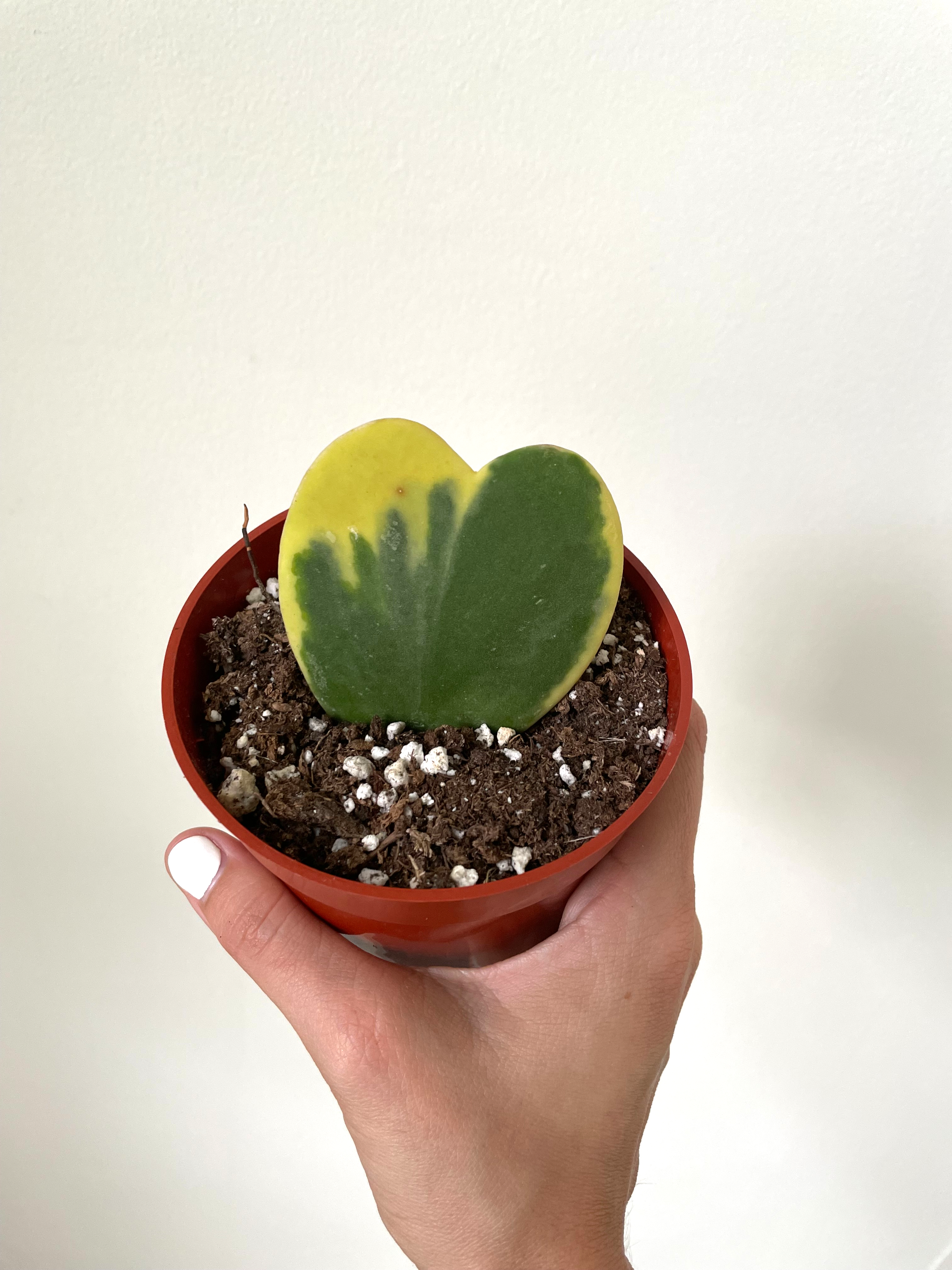 hoya cactus soil Hoya Kerrii 'Sweetheart' Variegated – Dirt Bag