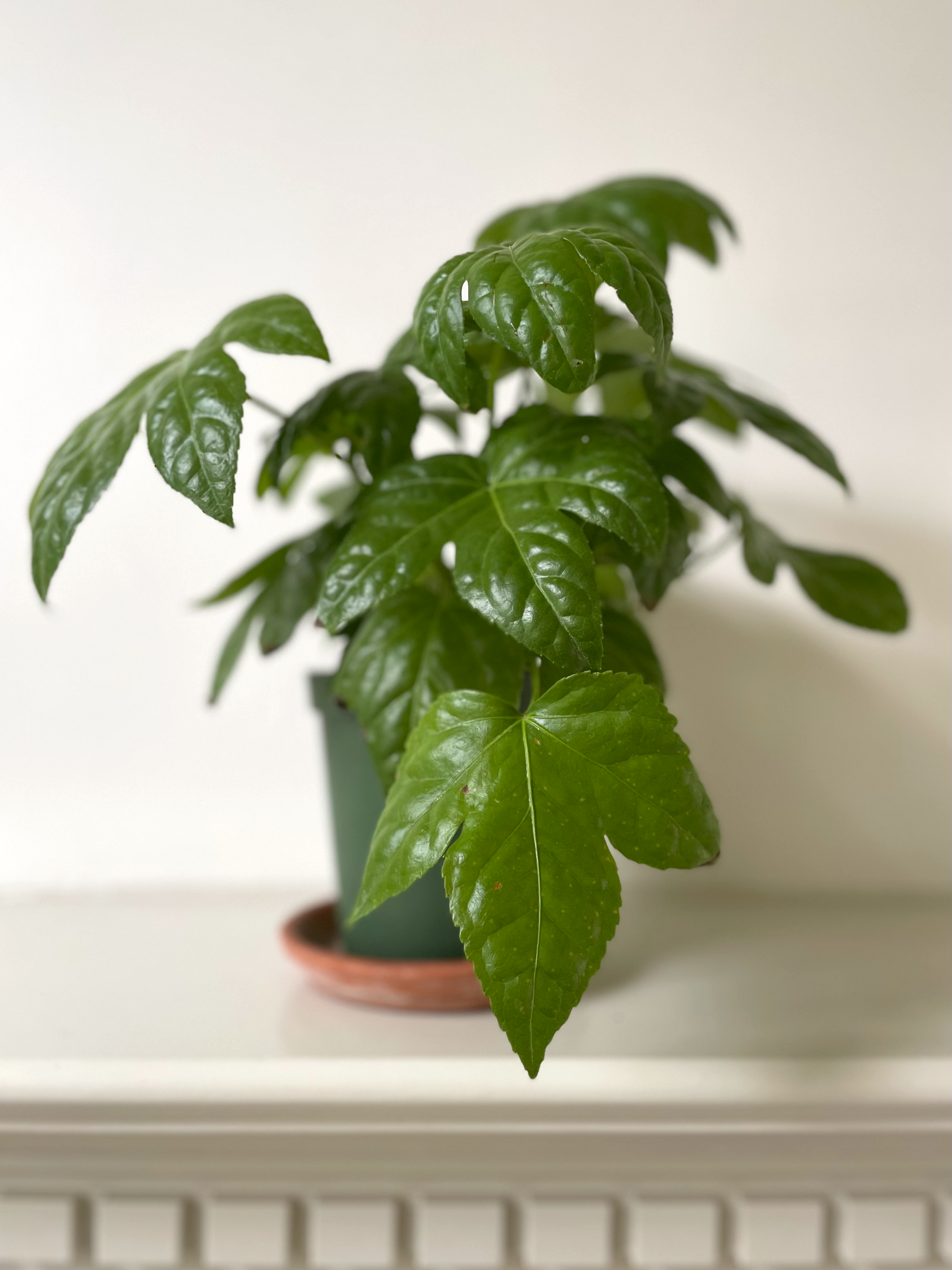 Japanese Aralia 'Paperplant'