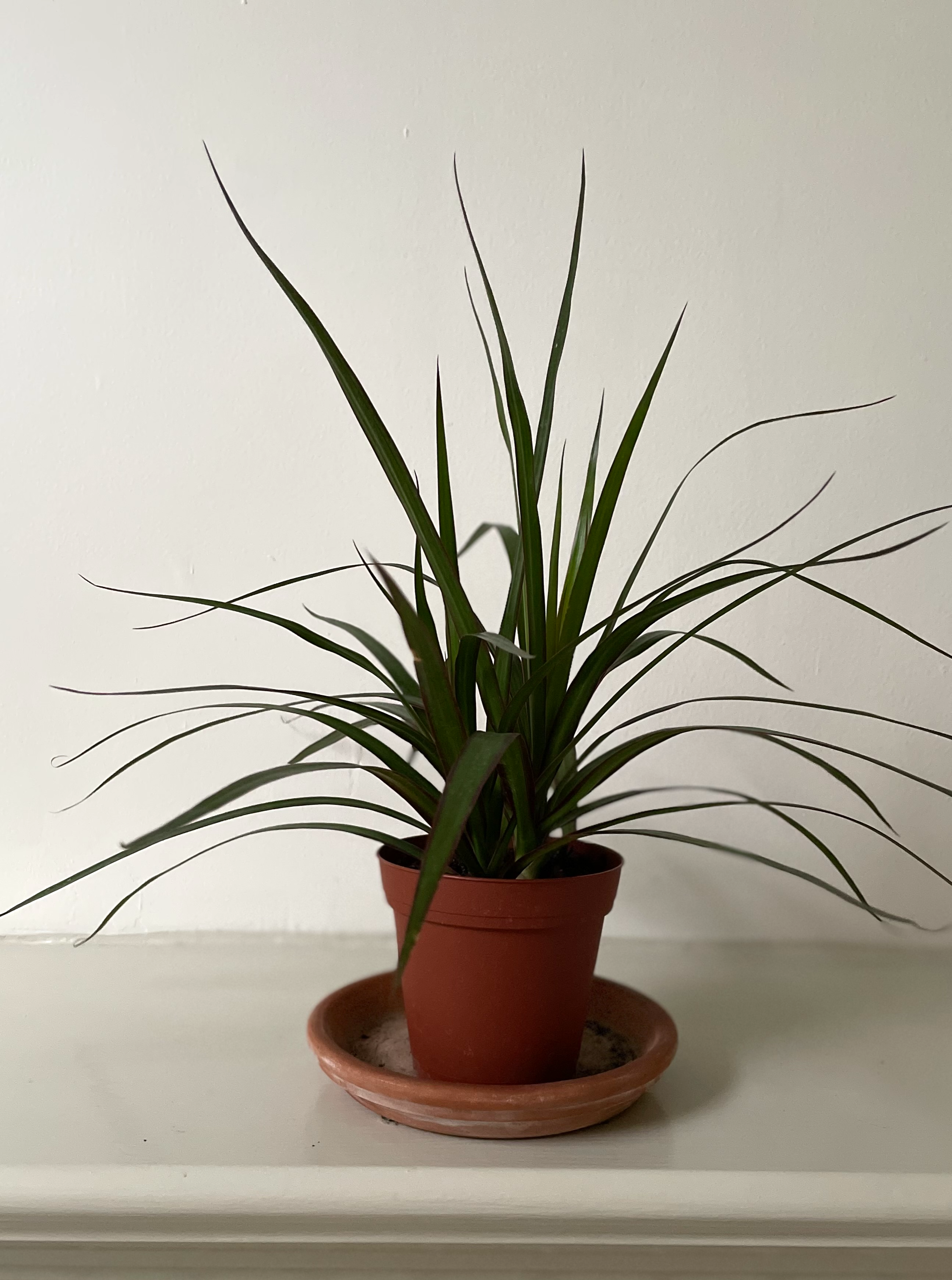 madagascar dragon tree bonsai Dracaena 'Madagascar Dragon Tree' – Dirt Bag
