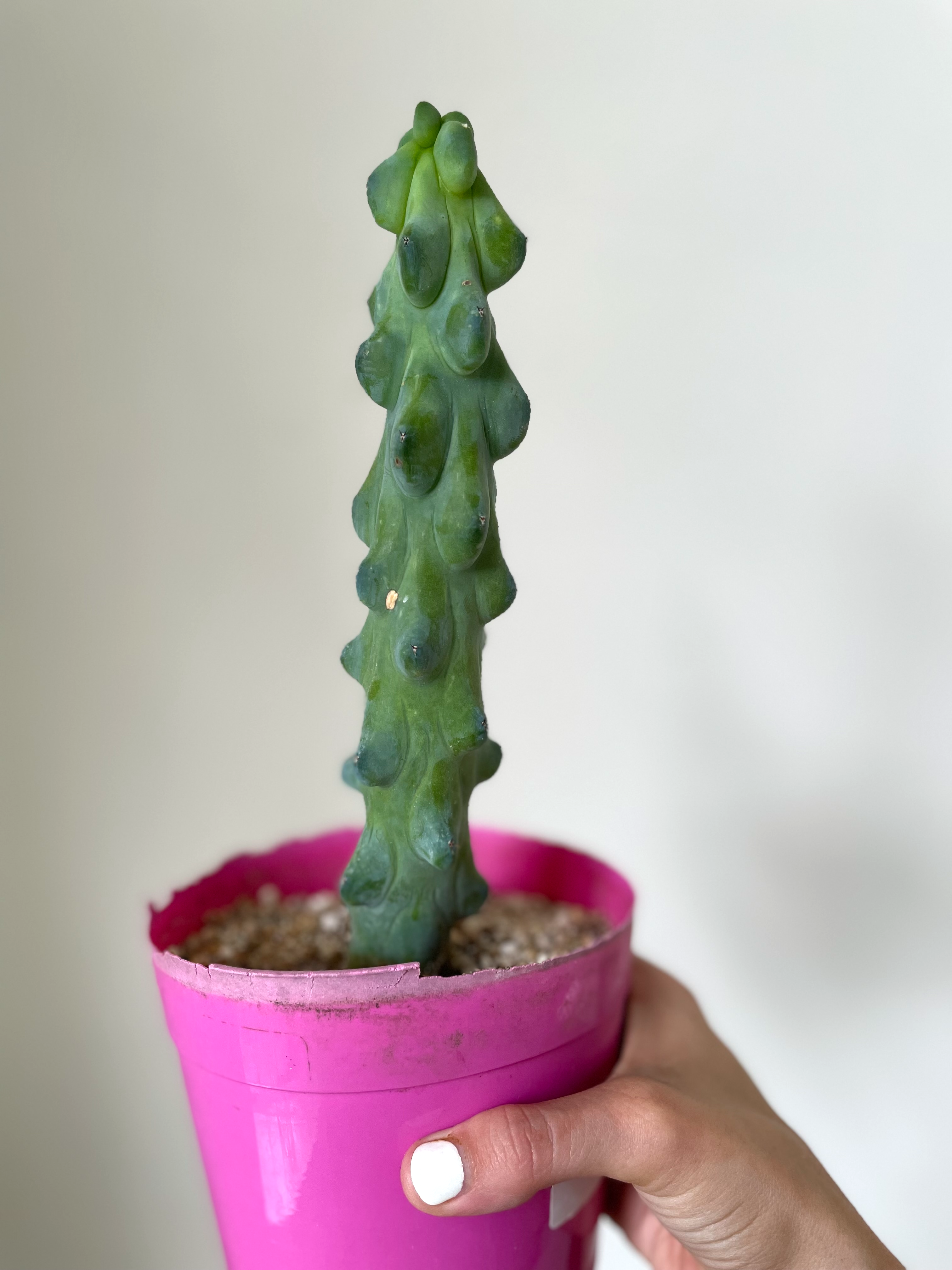 Myrtillocactus Geometrizans Fukurokuryuzinboku 'Boobie' Cactus