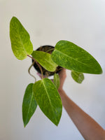 Load image into Gallery viewer, Philodendron 'Painted Lady'
