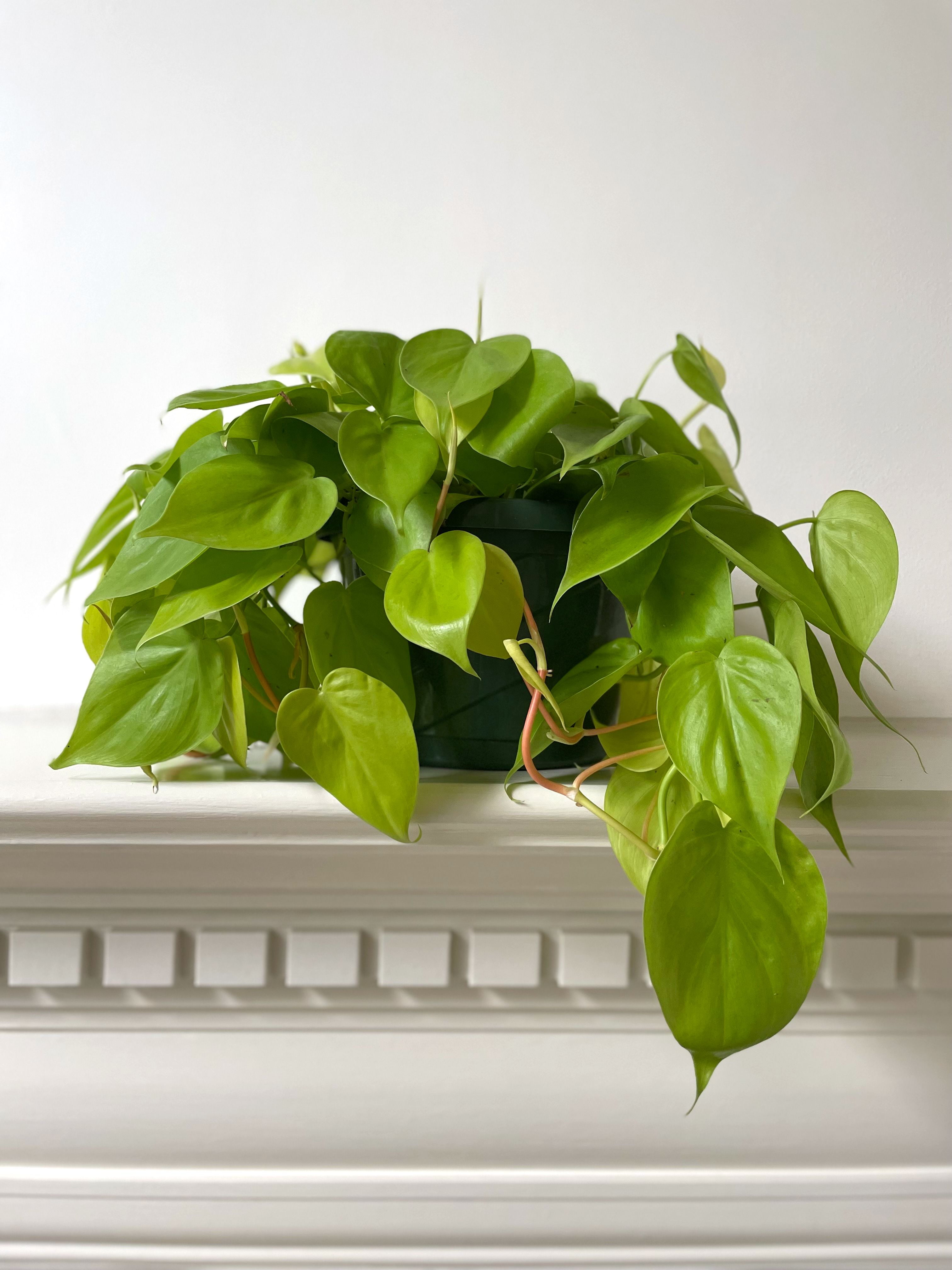 heart leaf philodendron neon Philodendron Cordatum 'Neon' – Dirt Bag
