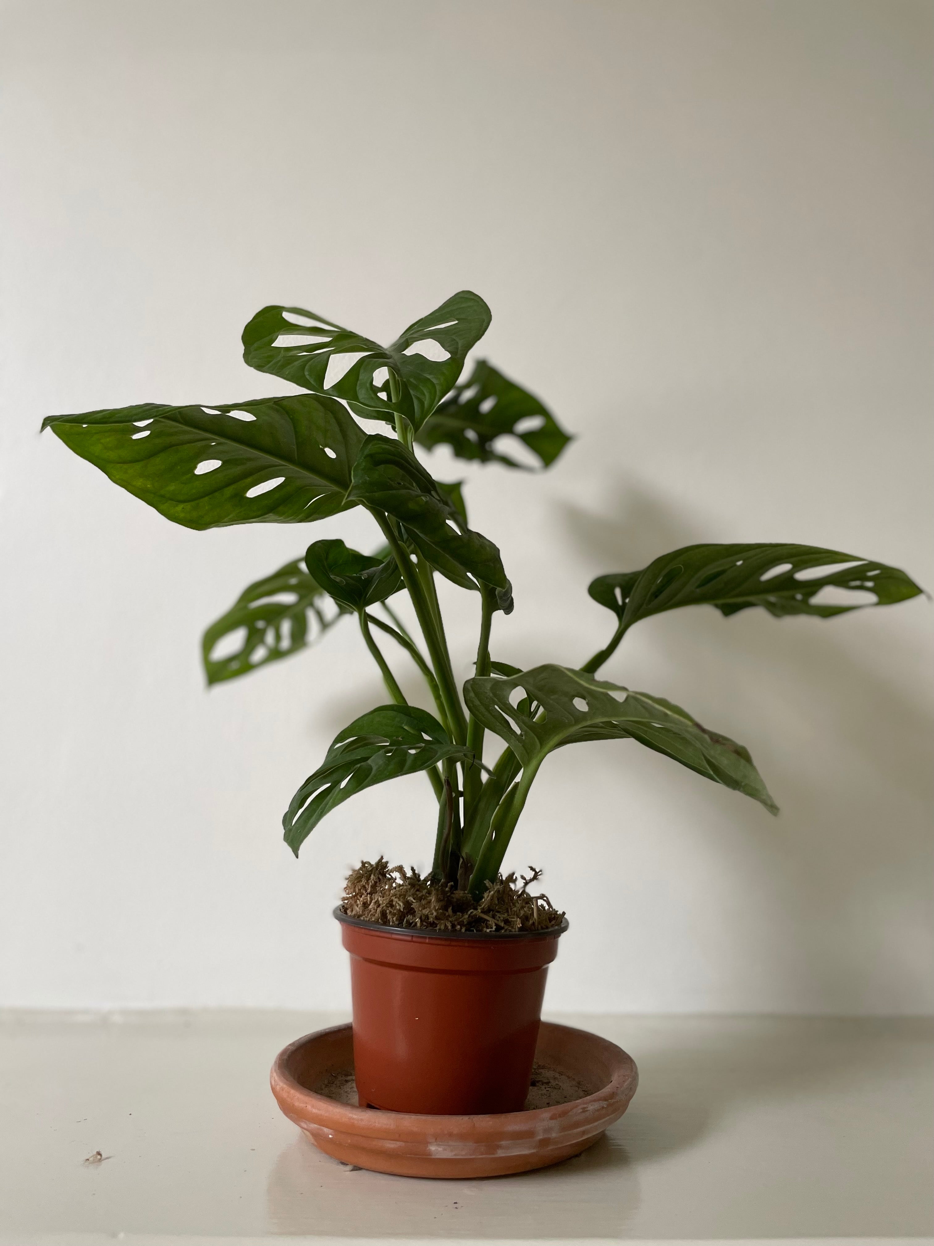 mini swiss cheese plant Monstera Adansonii 'Swiss Cheese' – Dirt Bag