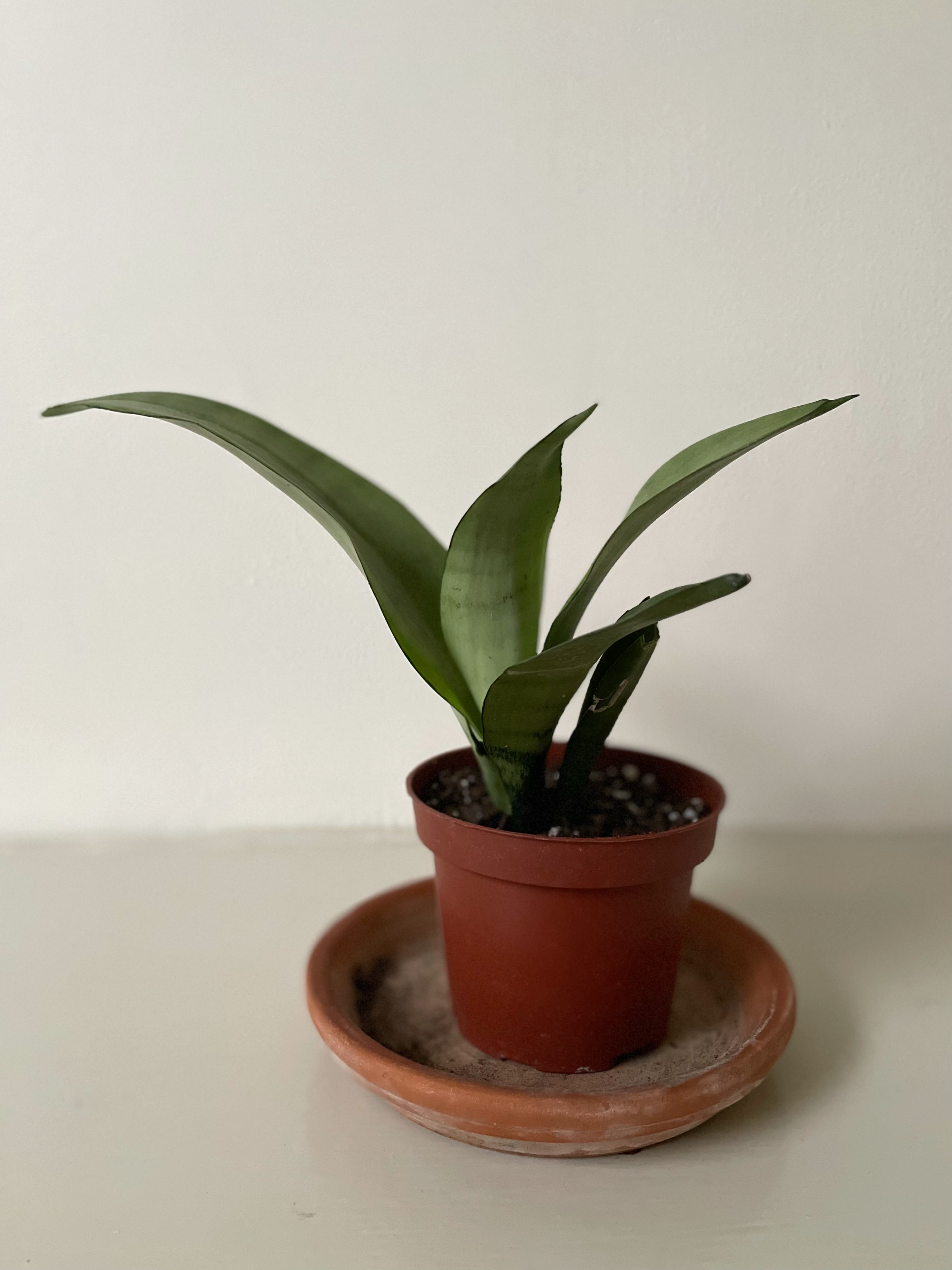 moonshine snake plant wrinkled leaves Sansevieria 'Moonshine' – Dirt Bag