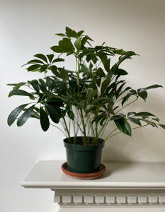 Schefflera Arboricola 'Umbrella'