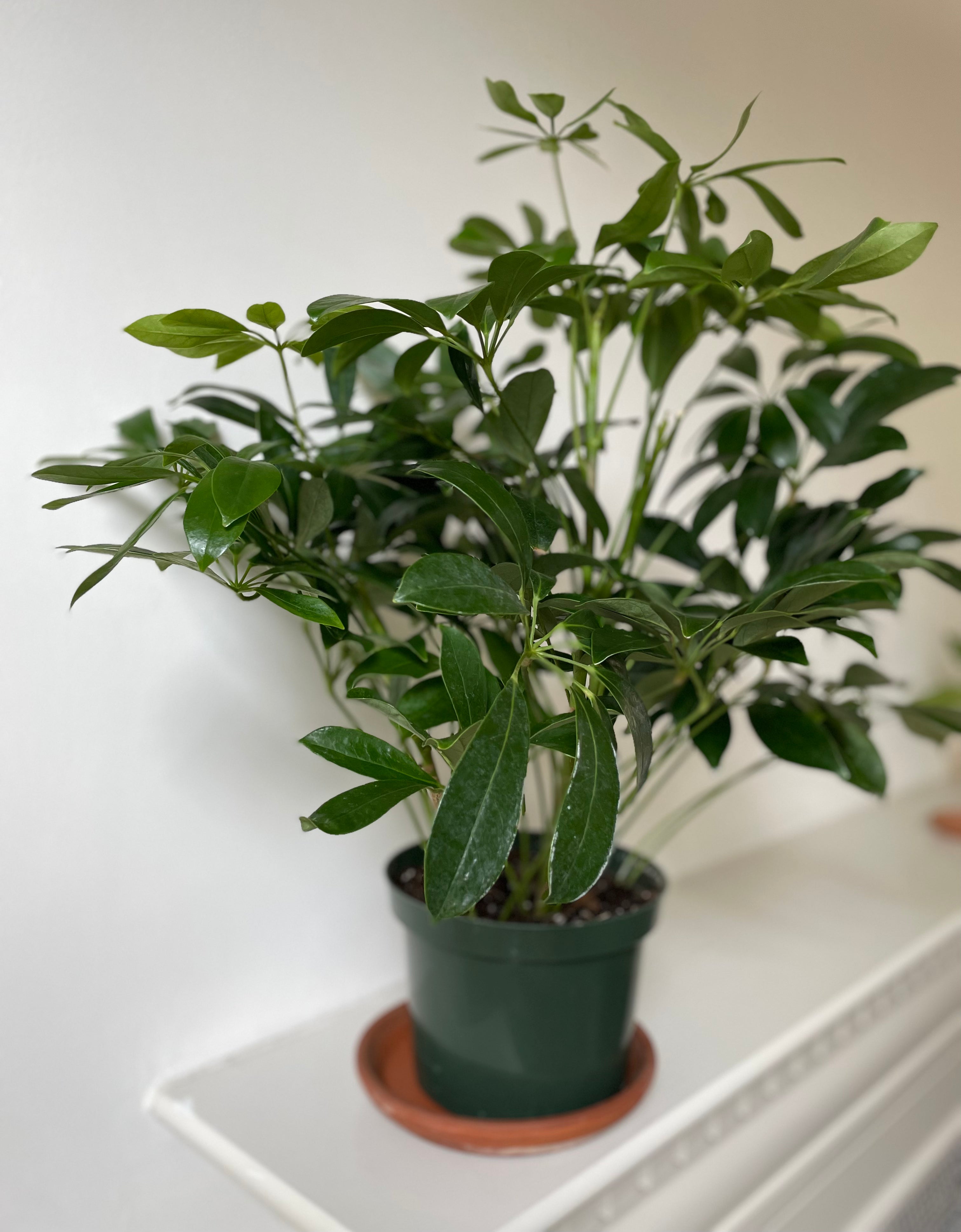 Schefflera Arboricola 'Umbrella'