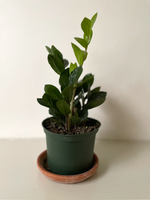 Load image into Gallery viewer, Dirt Bag_ Zamioculcas Zamiifolia ZZ
