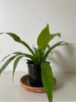 Load image into Gallery viewer, 'Bird's Nest' Fern
