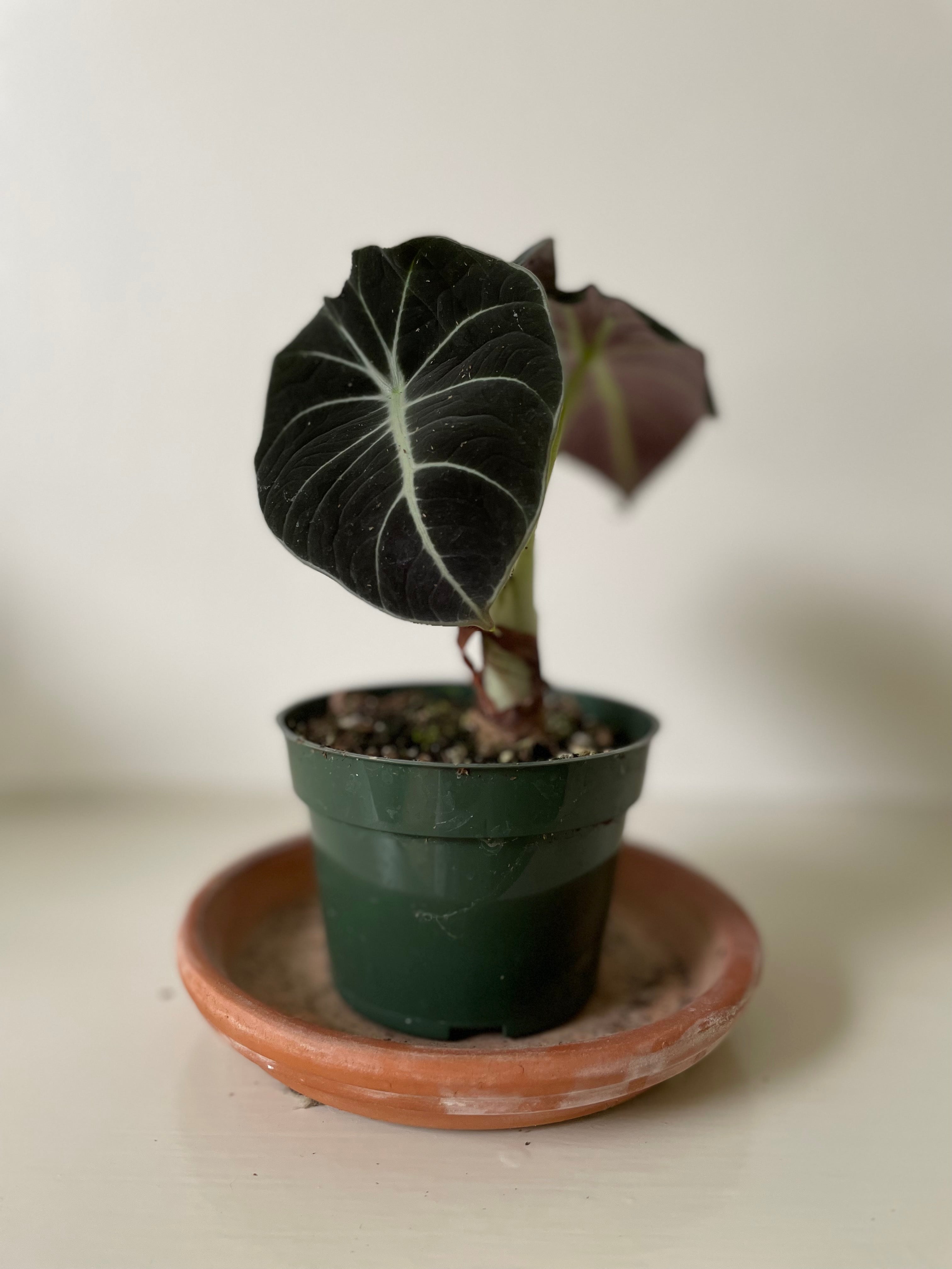 alocasia black velvet elephant ear plant Black Velvet' Alocasia – Dirt Bag
