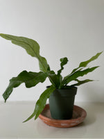 Load image into Gallery viewer, 'Crocodile' Fern
