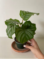 Load image into Gallery viewer, 'Orbifolia' Calathea
