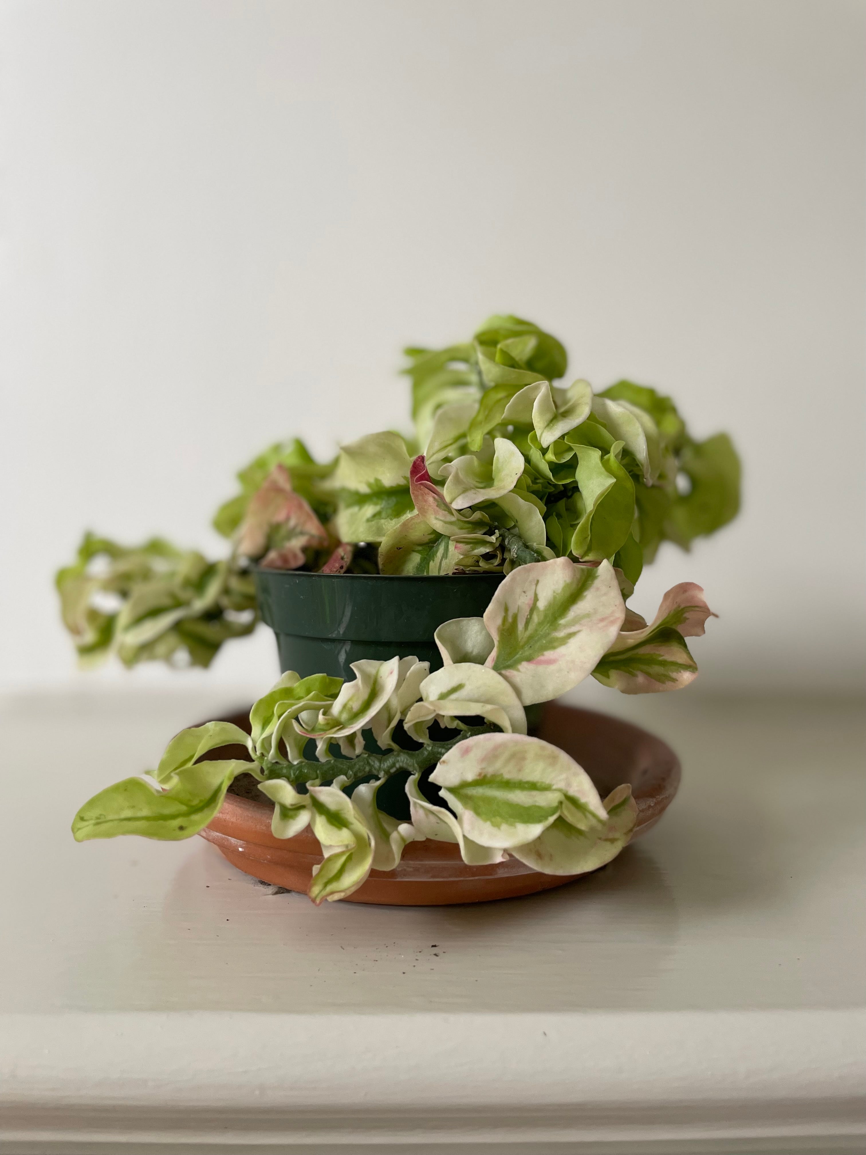 'Timora Misha' Euphorbia