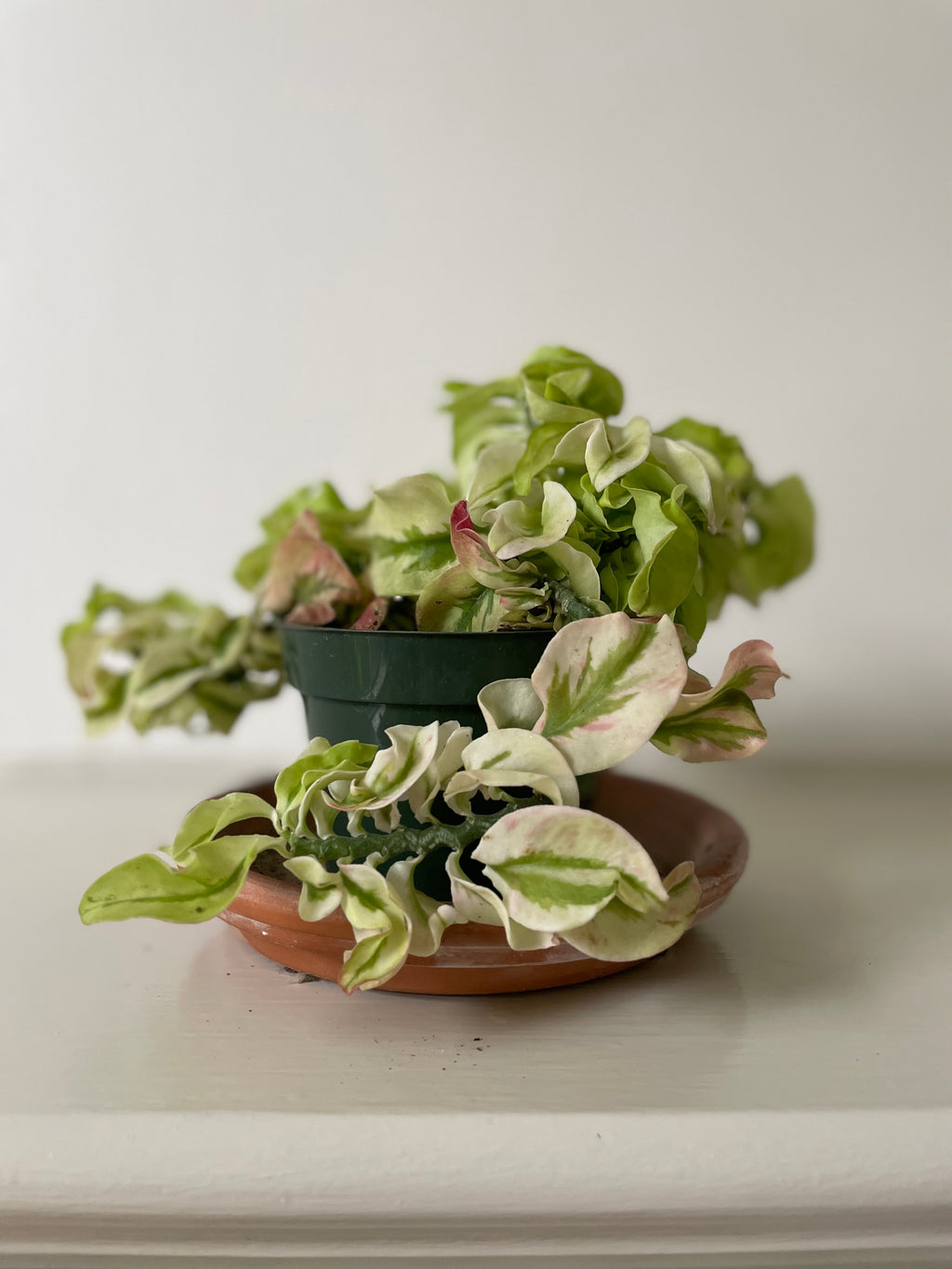 'Timora Misha' Euphorbia
