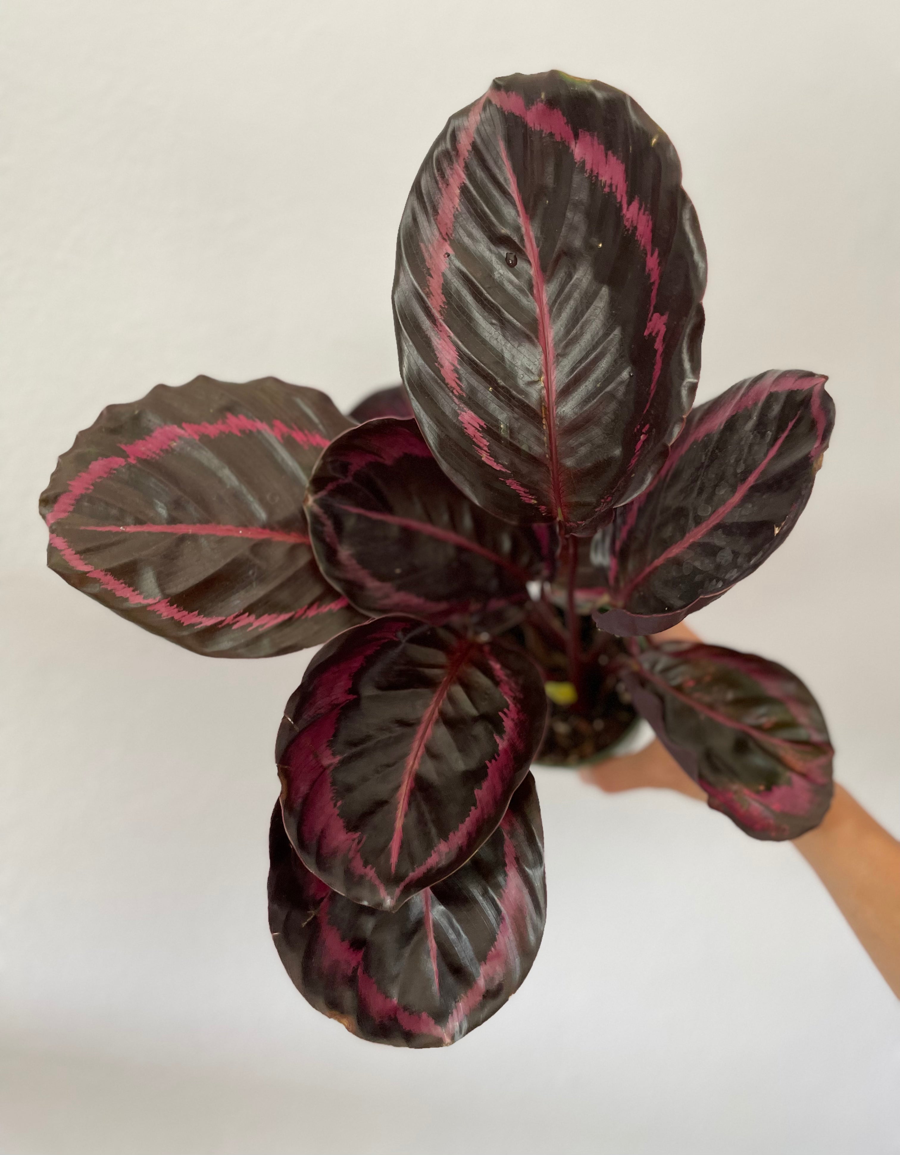 Dirt Bag-calathea-dottie