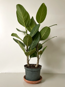 Ficus ' Audrey'