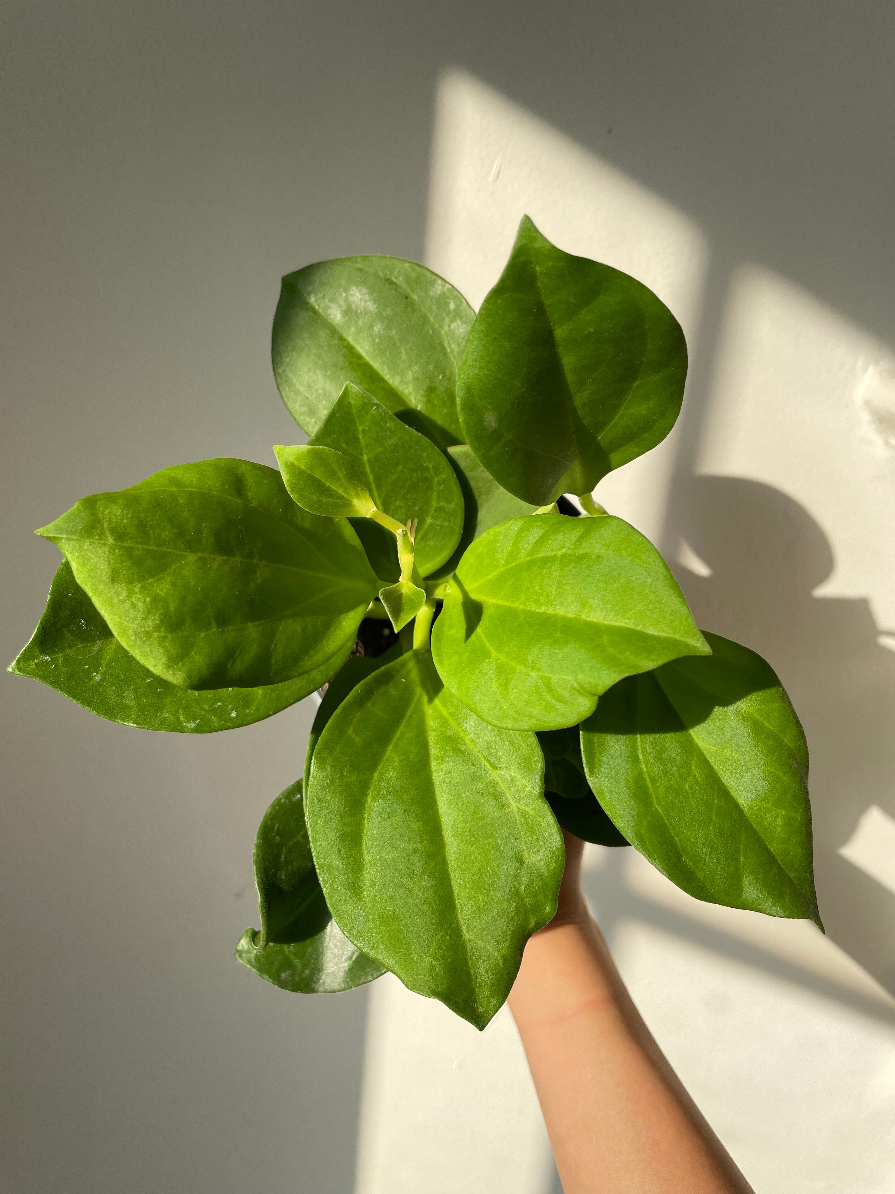 Hoya 'Pachyclada'