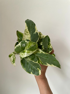 'Pearl and Jade' Pothos