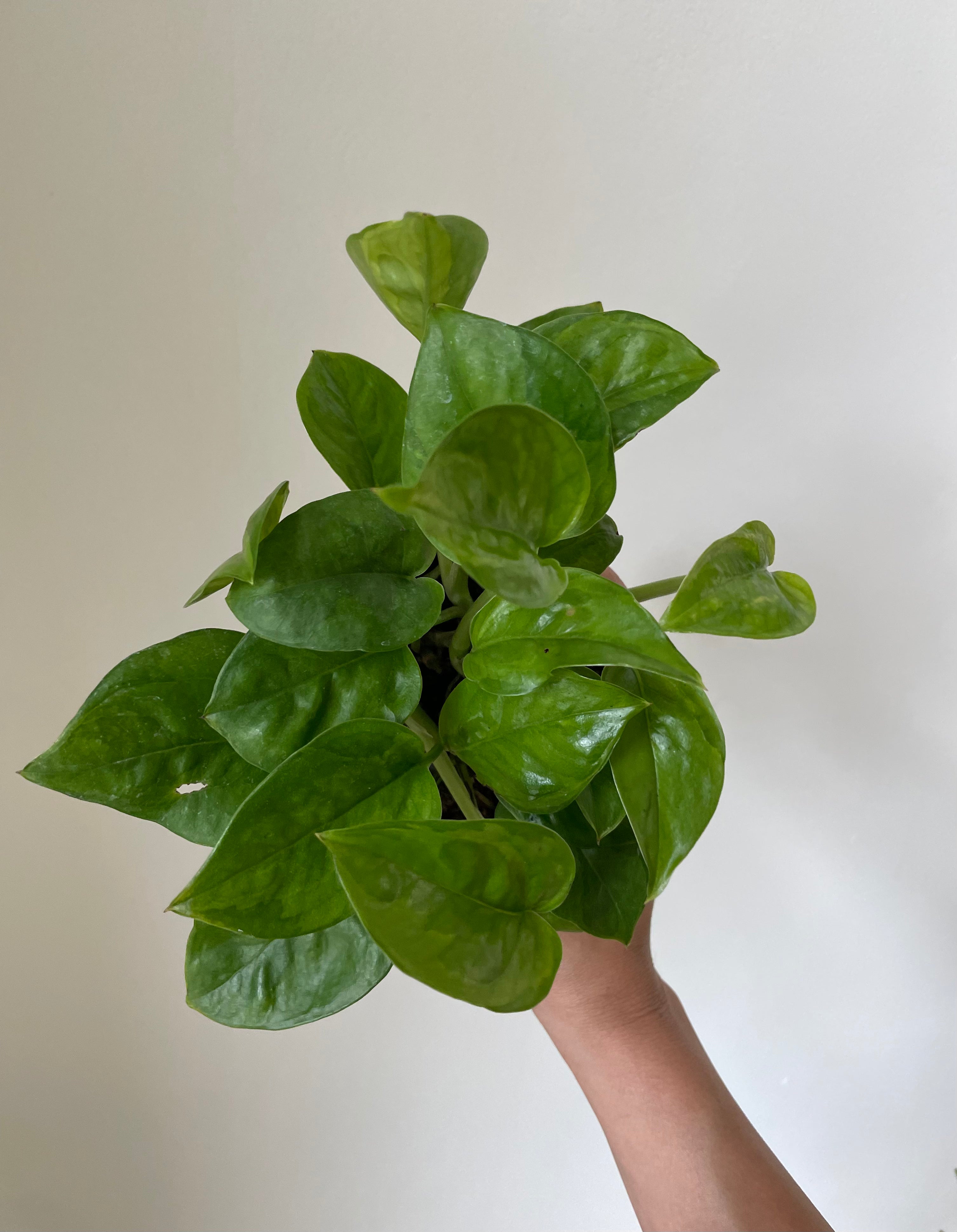 Pothos 'Global Green’