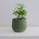 Load image into Gallery viewer, Juniper Planter
