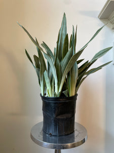 Sansevieria 'Sayuri'