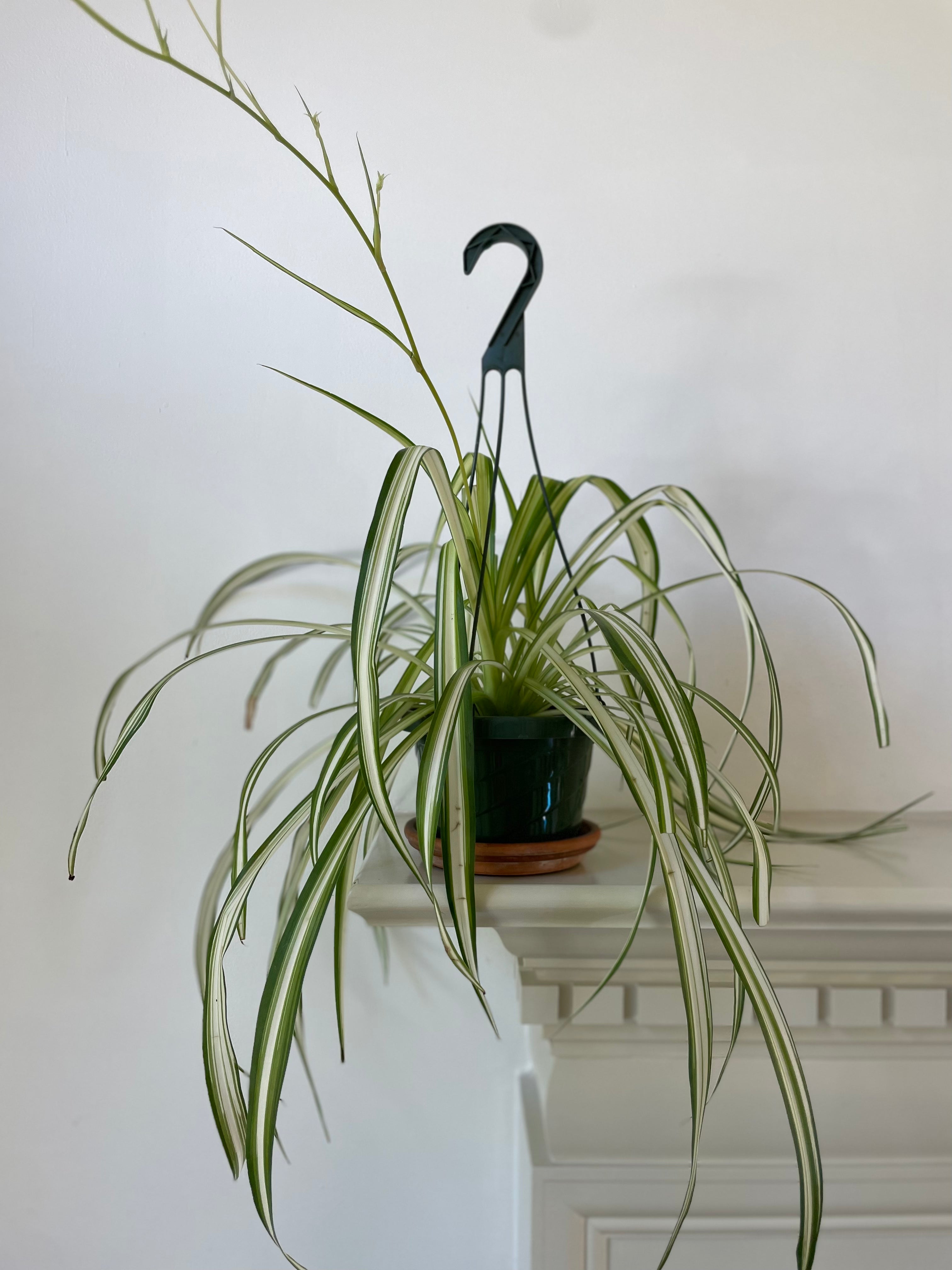 spider rope plant Spider Plant 'Reverse' – Dirt Bag